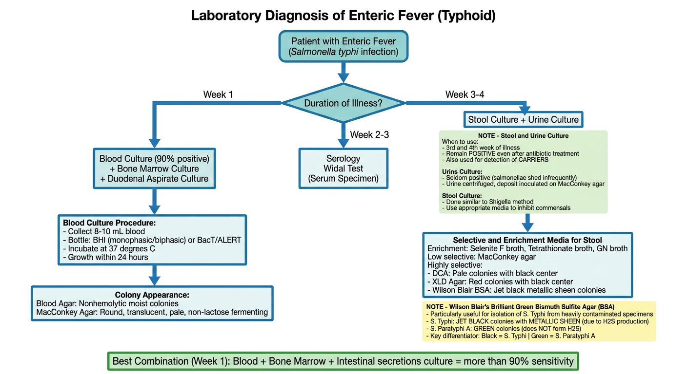Laboratory Diagnosis of Enteric Fever - Updated with Stool & Urine Note