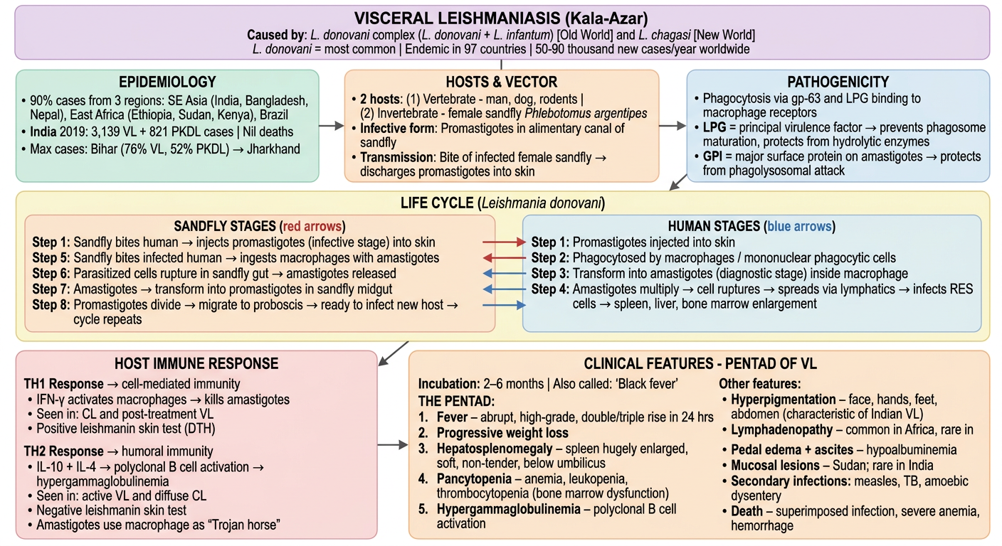 Visceral Leishmaniasis Flowchart