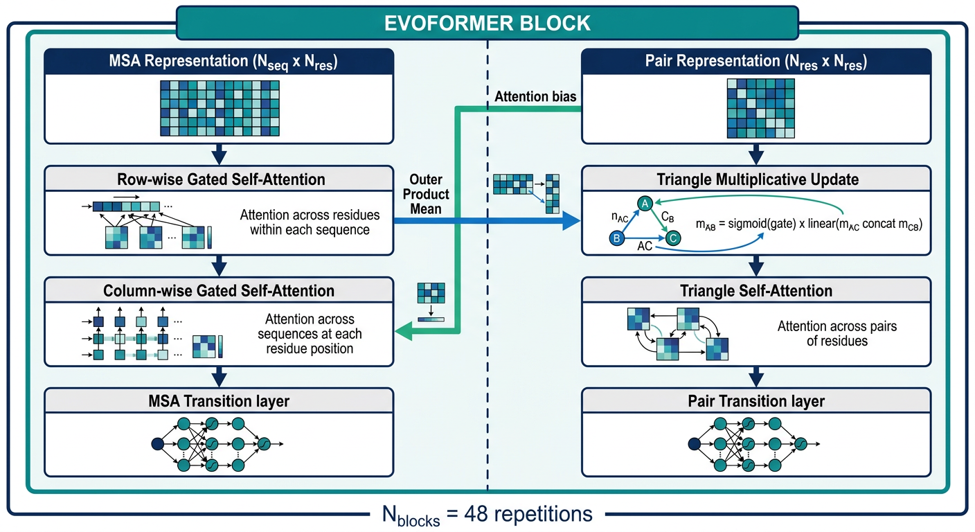 Evoformer block mechanisms