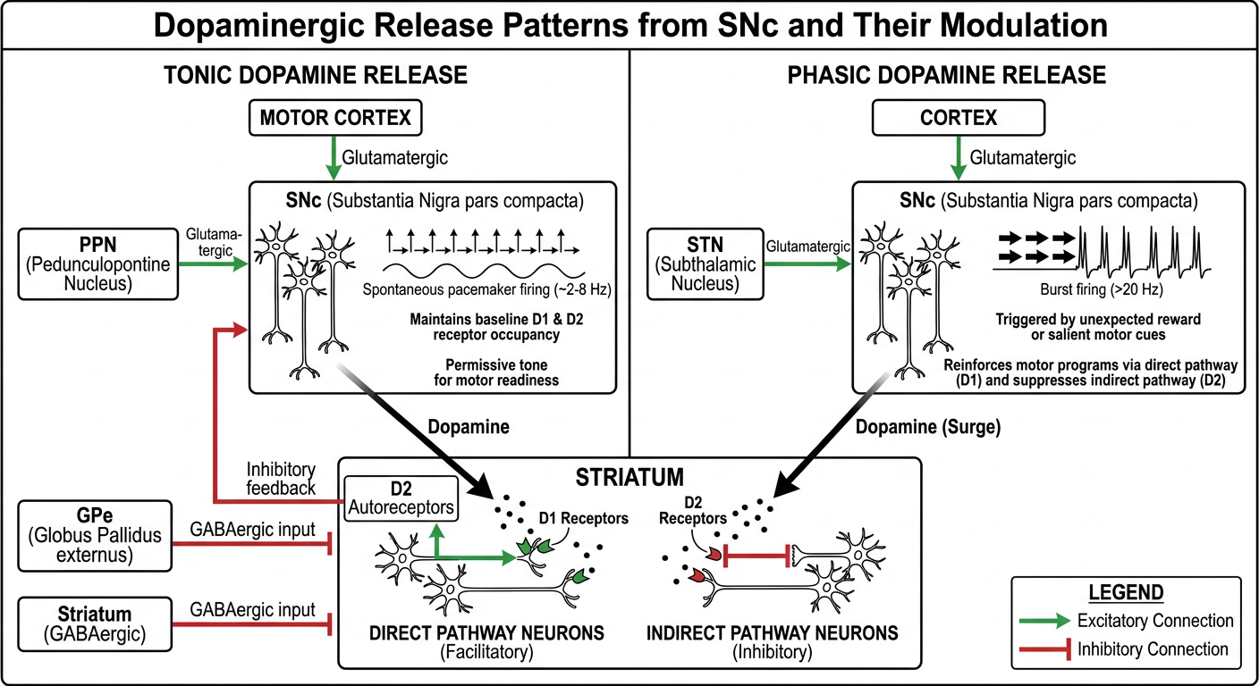 Diagram showing tonic vs phasic dopamine release from the SNc, with stimulatory (STN, PPN glutamatergic) and inhibitory (striatal GABA, D2 autoreceptors) inputs, and downstream D1/D2 receptor effects on direct and indirect pathways