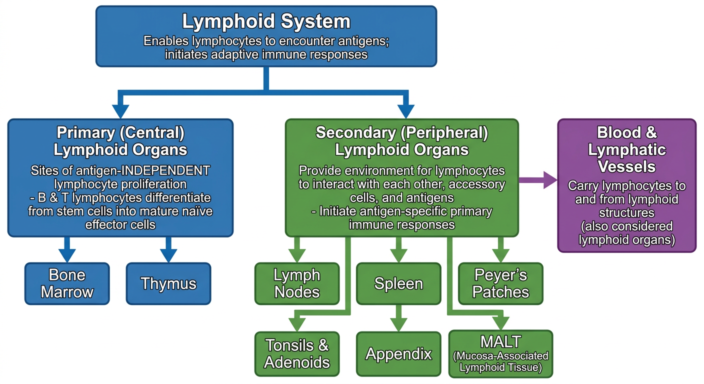 Lymphoid System Flowchart