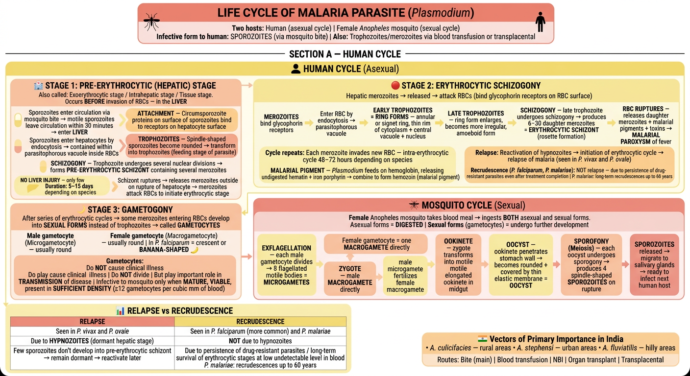 Malaria Life Cycle - Pastel Yellow & Red Flowchart