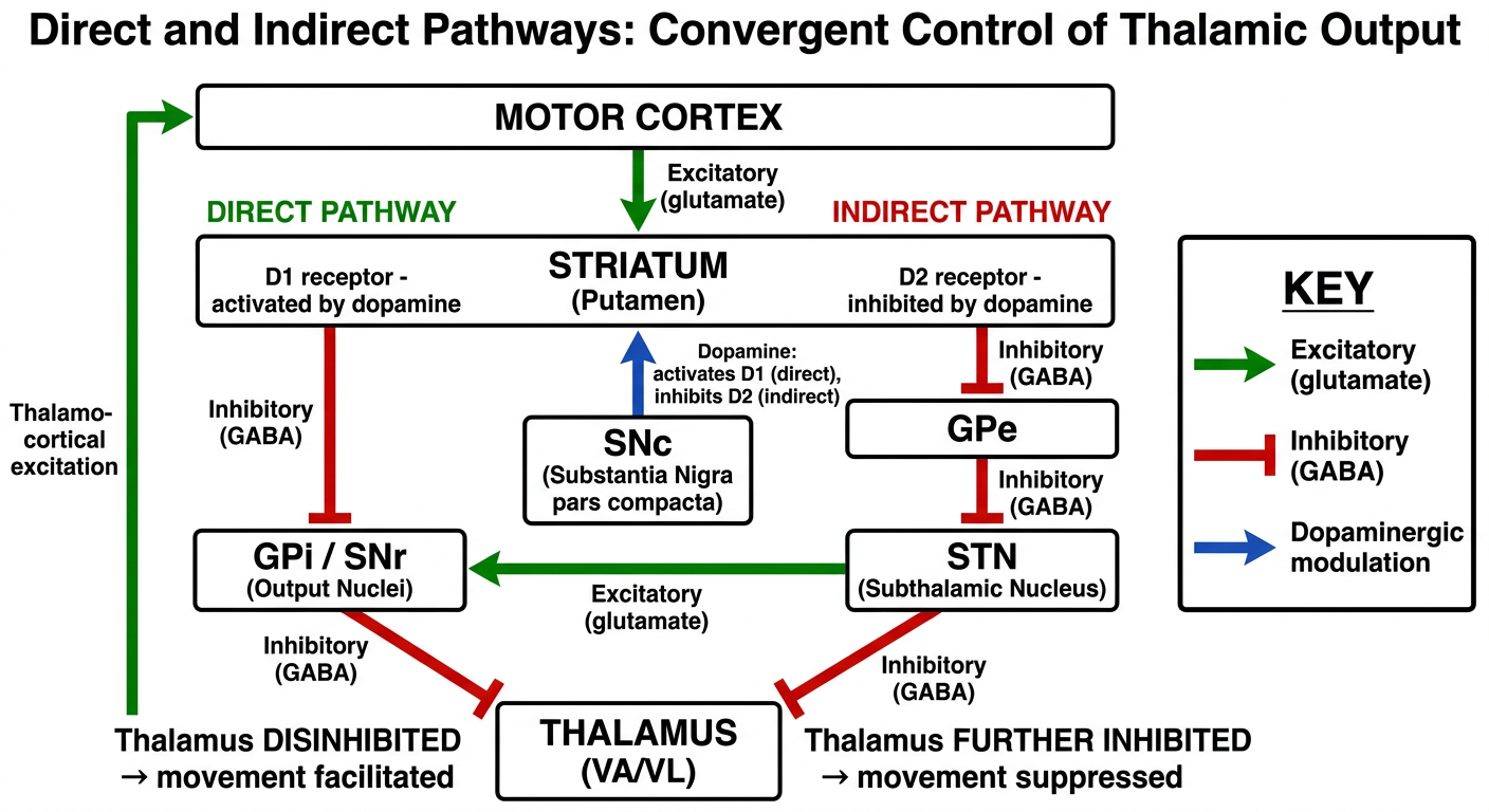 Diagram showing the direct and indirect pathways of the basal ganglia converging on the thalamus, with direct pathway disinhibiting and indirect pathway further inhibiting thalamocortical output
