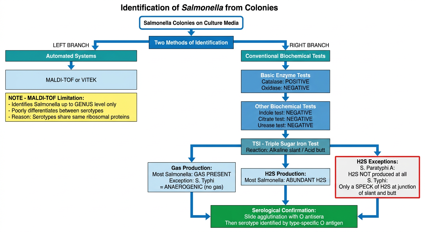 Identification of Salmonella Flowchart