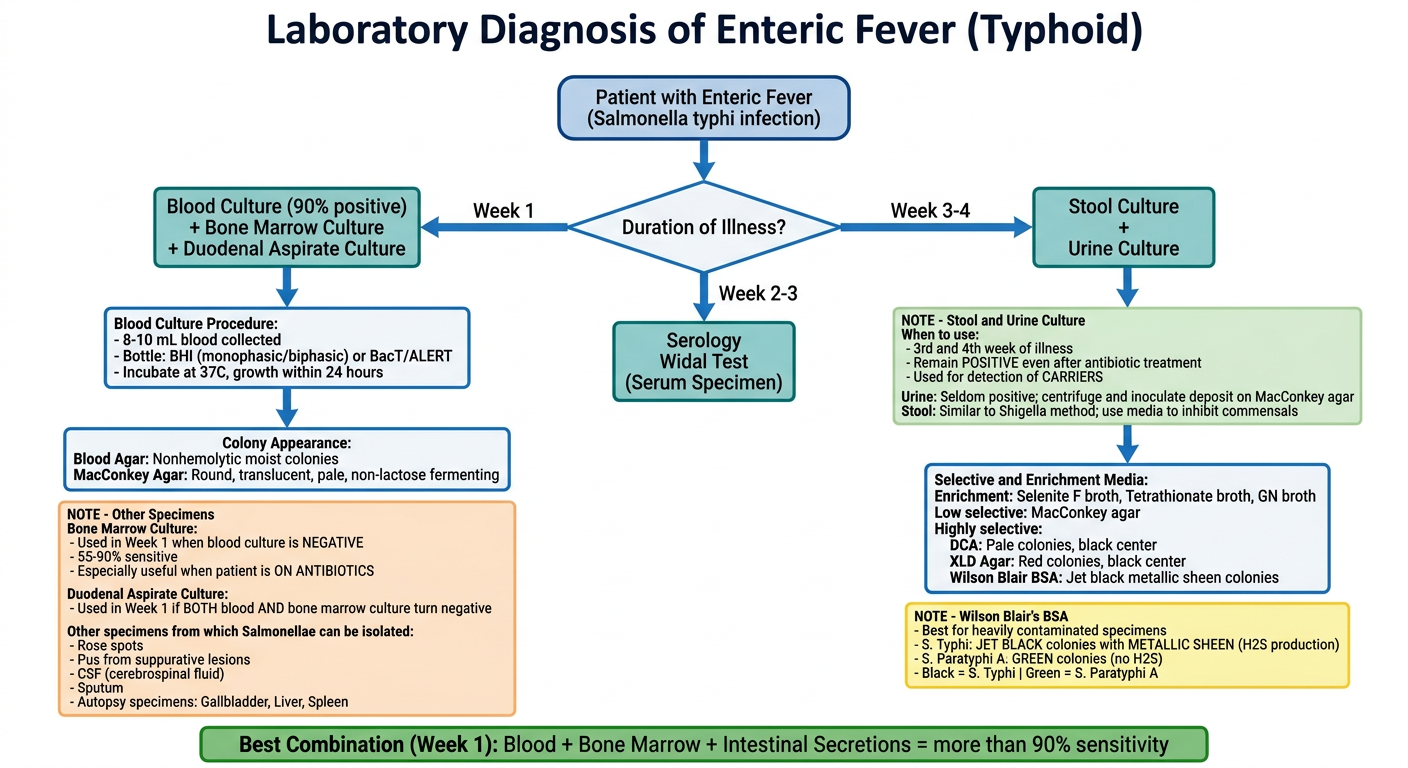 Laboratory Diagnosis of Enteric Fever - Complete Flowchart