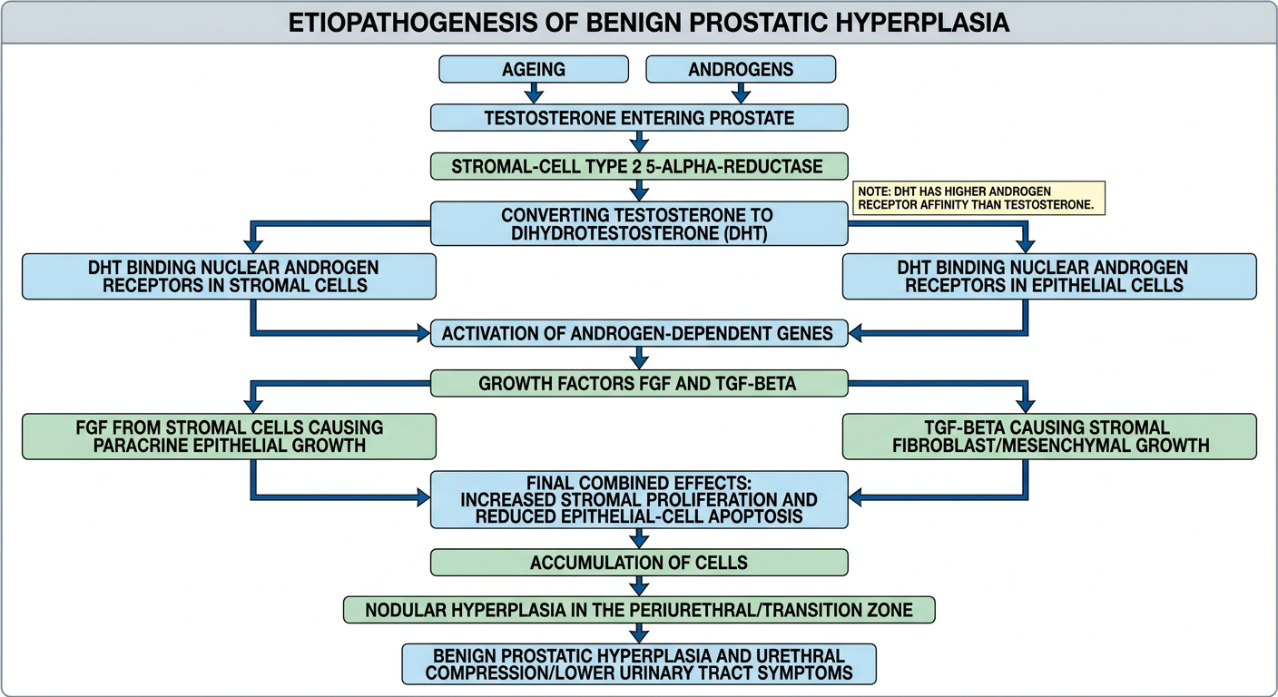 Labeled flowchart of benign prostatic hyperplasia etiopathogenesis