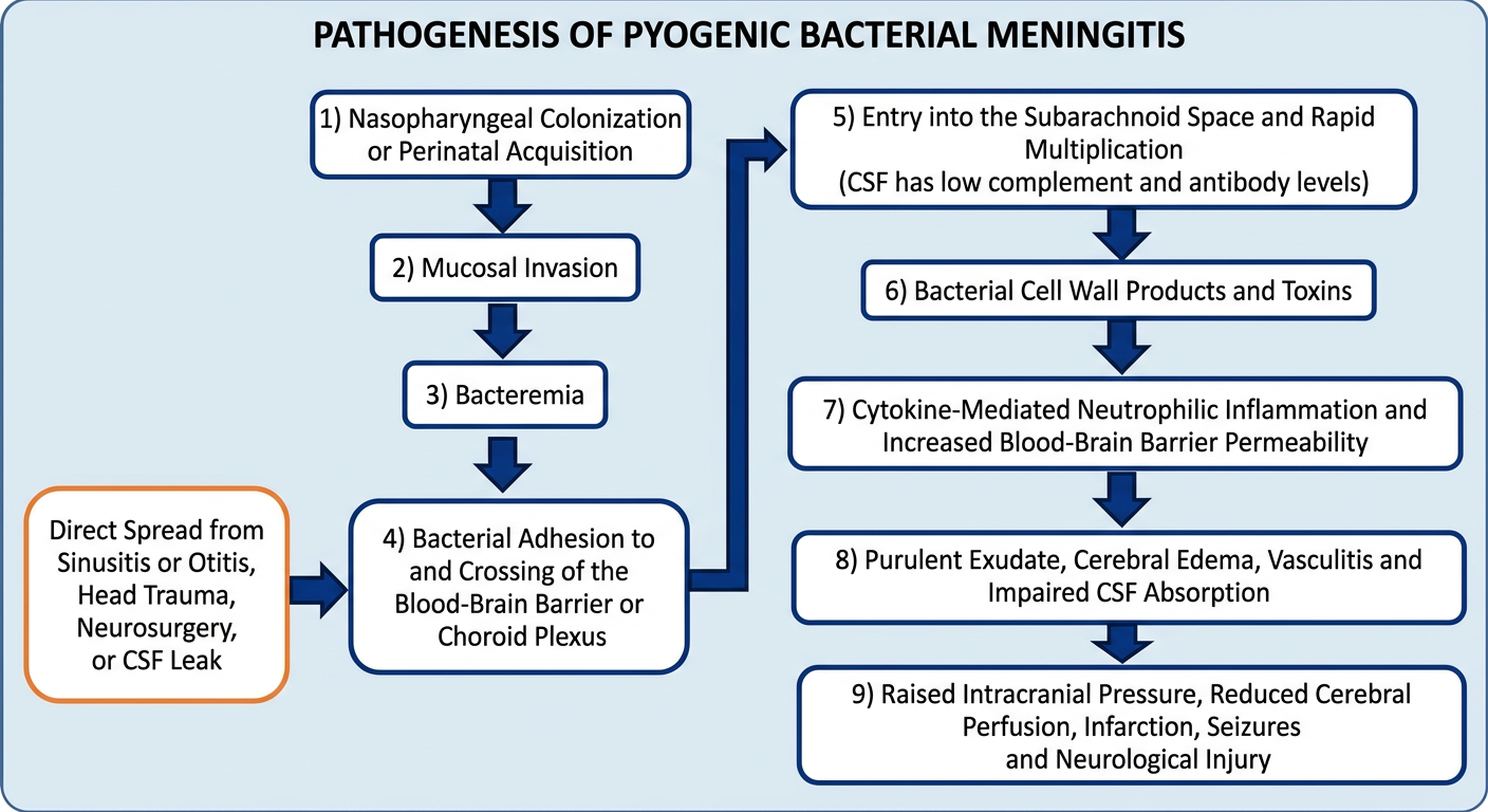 Flowchart: pathogenesis of pyogenic meningitis