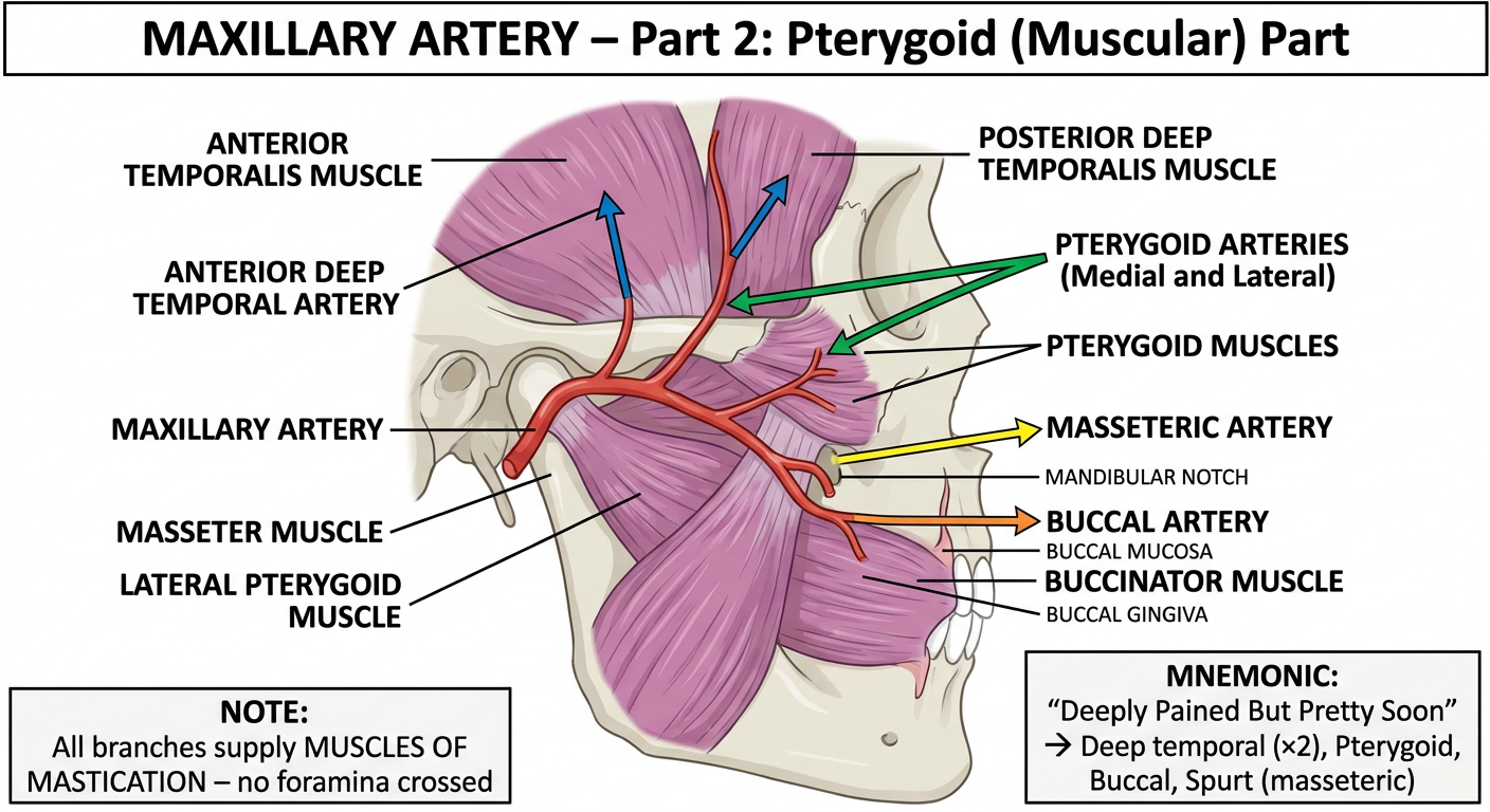Maxillary Artery Part 2 - Pterygoid Part