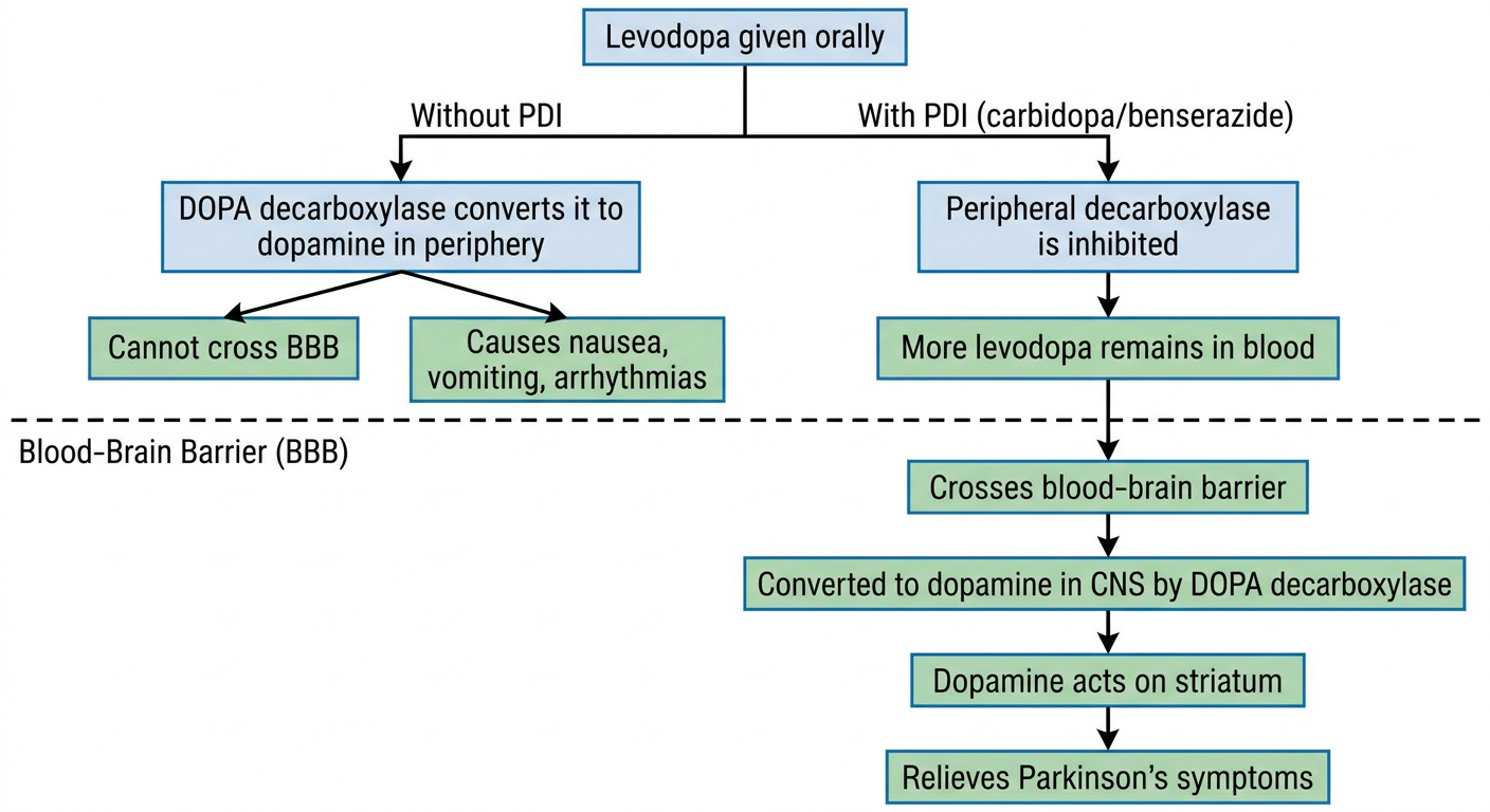 Mechanism of Action - Peripheral Decarboxylase Inhibitors