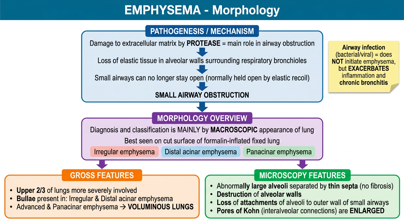 Emphysema Morphology Flowchart