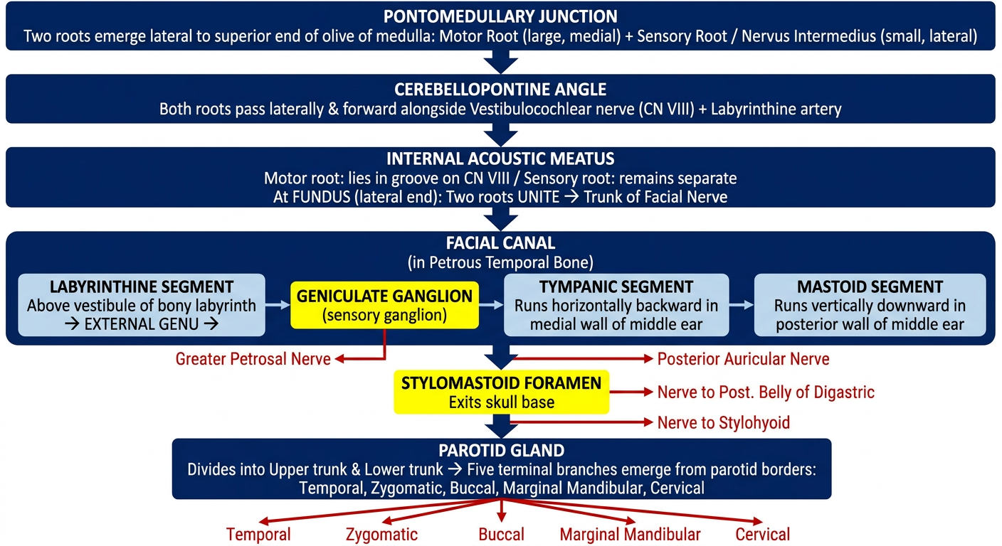 Facial Nerve Course & Relations Flowchart