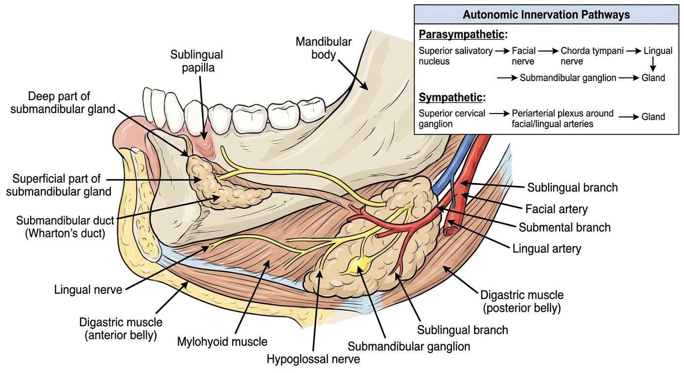 Labelled submandibular gland diagram