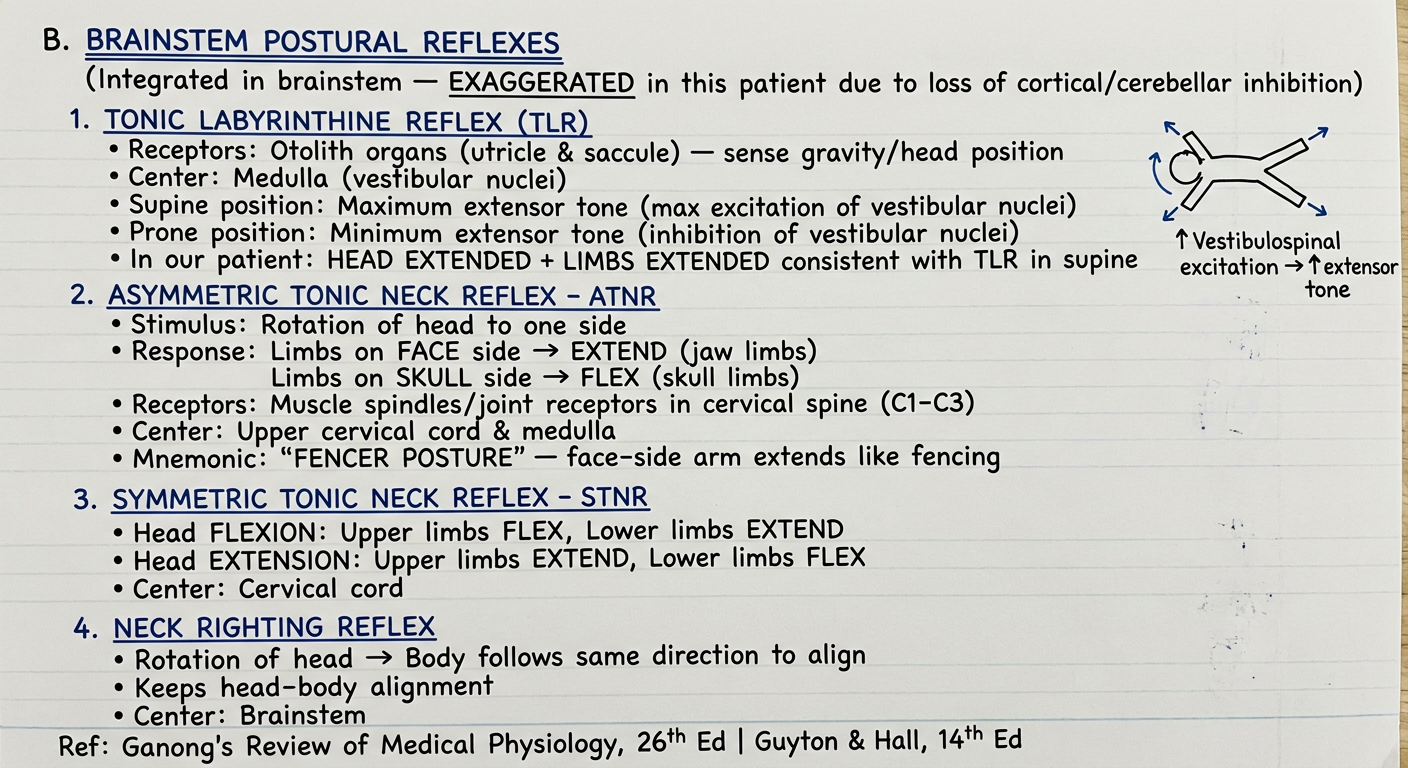 Page 4 - Brainstem Postural Reflexes