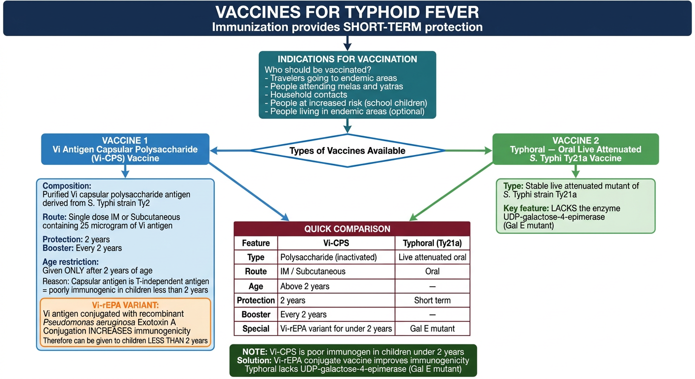 Vaccines for Typhoid Fever - Flowchart