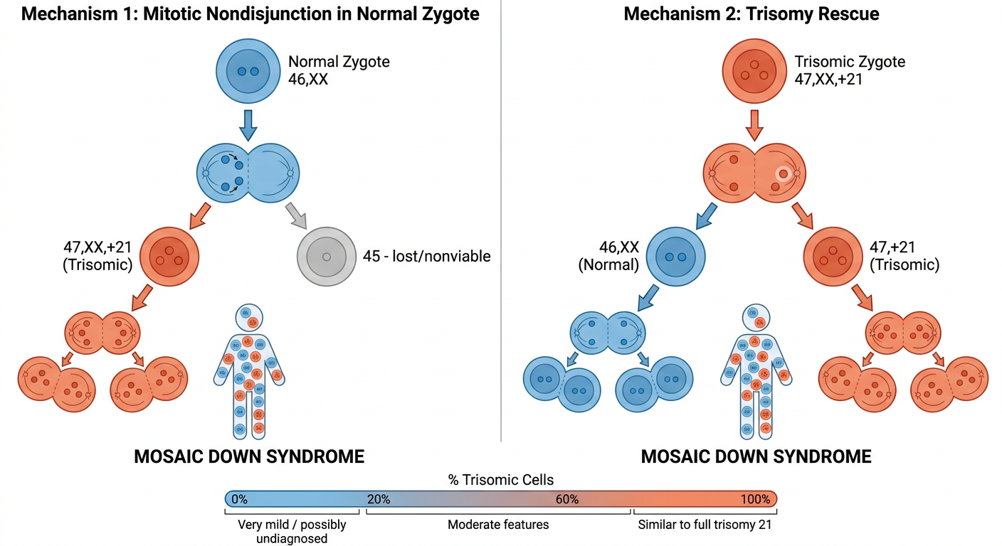 Mosaic Down Syndrome Mechanism Diagram